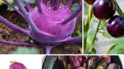 Exclusive Wedding Accessories for Rustic Theme Decor