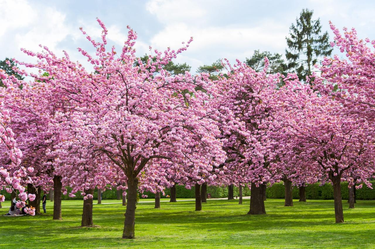 How To Get A Cherry Blossom Tree | The Tube Exclusive Property Deals in Miami for Beachfront Properties